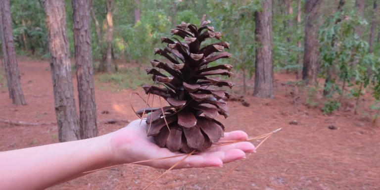 Huge pine cone