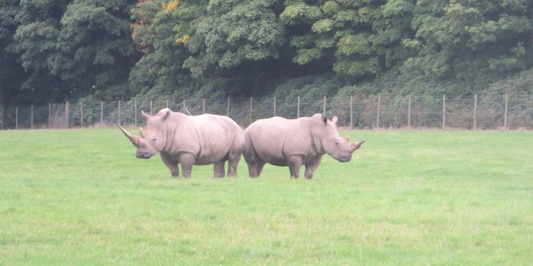 Rhino bookends